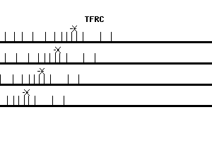 Human TFRC qPCR primer set (NM_003234)