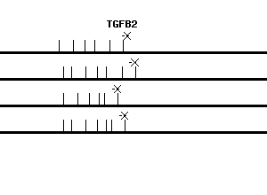 Human TGFB2 qPCR primer set (NM_003238)