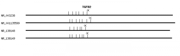 Human TGFB2 qPCR primer set (NM_003238)