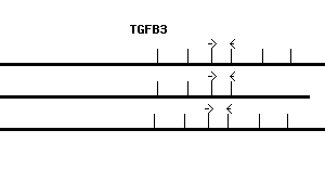 Human TGFB3 qPCR primer set (NM_003239)