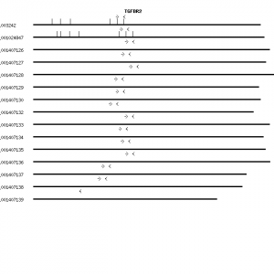 Human TGFBR2 qPCR primer set (NM_003242)