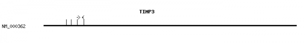 Human TIMP3 qPCR primer set (NM_000362)