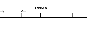 Human TM4SF5 qPCR primer set (NM_003963)
