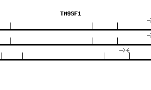 Human TM9SF1 qPCR primer set (NM_006405)
