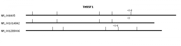 Human TM9SF1 qPCR primer set (NM_006405)