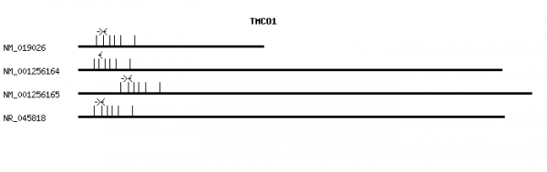 Human TMCO1 qPCR primer set (NM_019026)