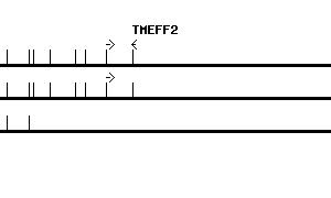Human TMEFF2 qPCR primer set (NM_016192)