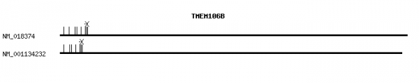 Human TMEM106B qPCR primer set (NM_018374)