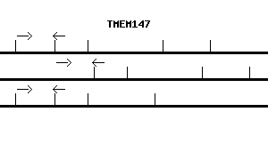 Human TMEM147 qPCR primer set (NM_032635)