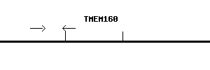 Human TMEM160 qPCR primer set (NM_017854)