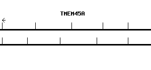 Human TMEM45A qPCR primer set (NM_018004)