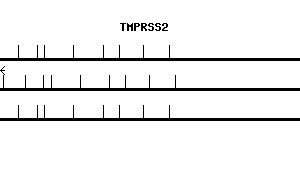 Human TMPRSS2 qPCR primer set (NM_005656)