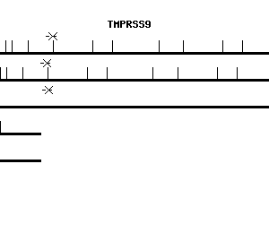 Human TMPRSS9 qPCR primer set (NM_182973)