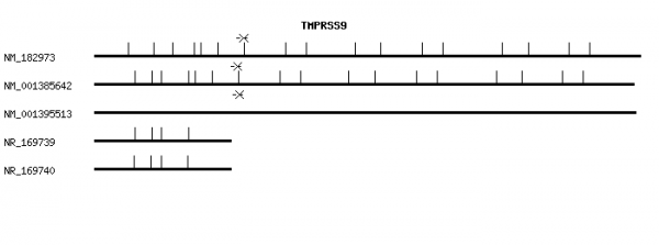 Human TMPRSS9 qPCR primer set (NM_182973)