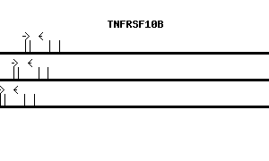 Human TNFRSF10B qPCR primer set (NM_003842)