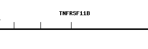 Human TNFRSF11B qPCR primer set (NM_002546)