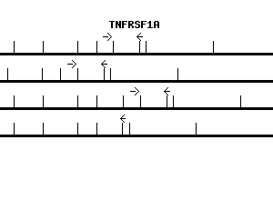 Human TNFRSF1A qPCR primer set (NM_001065)