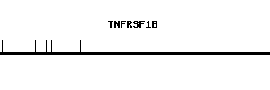 Human TNFRSF1B qPCR primer set (NM_001066)