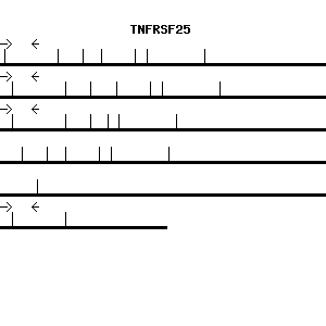 Human TNFRSF25 qPCR primer set (NM_003790)