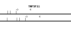 Human TNFSF11 qPCR primer set (NM_003701)