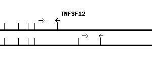 Human TNFSF12 qPCR primer set (NM_003809)