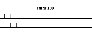 Human TNFSF13B qPCR primer set (NM_006573)