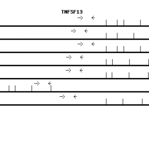 Human TNFSF13 qPCR primer set (NM_003808)