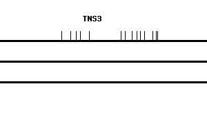 Human TNS3 qPCR primer set (NM_022748)