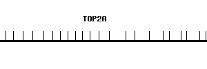 Human TOP2A qPCR primer set (NM_001067)