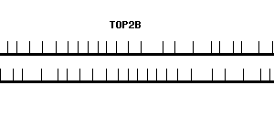 Human TOP2B qPCR primer set (NM_001068)
