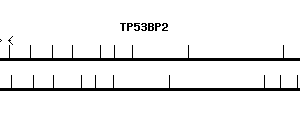 Human TP53BP2 qPCR primer set (NM_005426)
