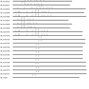 Human TP53 qPCR primer set (NM_000546)