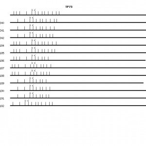 Human TP73 qPCR primer set (NM_005427)