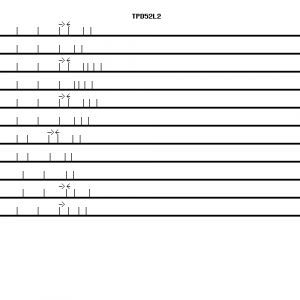 Human TPD52L2 qPCR primer set (NM_003288)