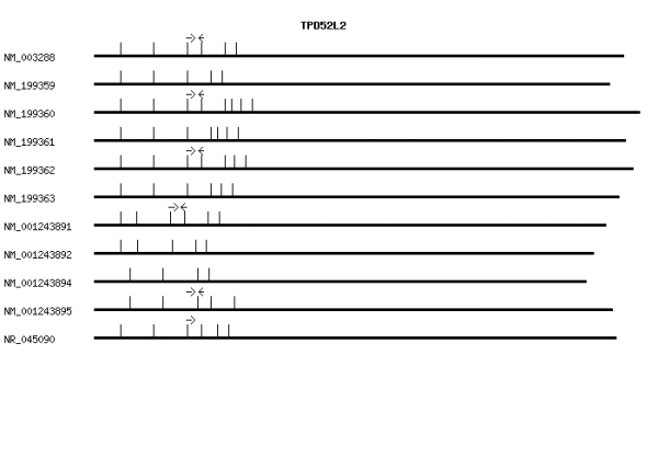 Human TPD52L2 qPCR primer set (NM_003288)