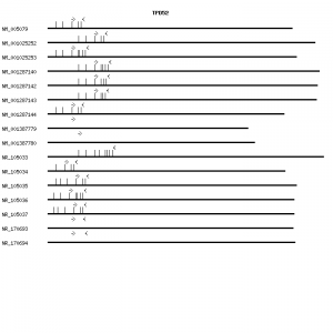 Human TPD52 qPCR primer set (NM_005079)