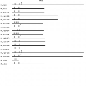 Human TPM3 qPCR primer set (NM_152263)