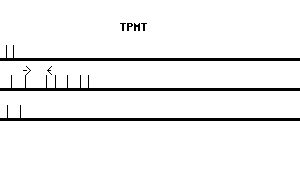 Human TPMT qPCR primer set (NM_000367)