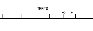 Human TRAF2 qPCR primer set (NM_021138)