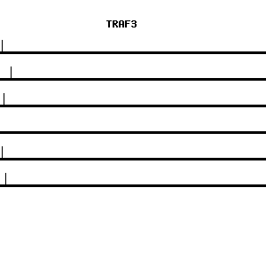Human TRAF3 qPCR primer set (NM_003300)