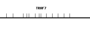 Human TRAF7 qPCR primer set (NM_032271)