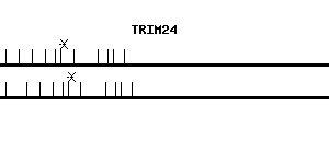 Human TRIM24 qPCR primer set (NM_003852)