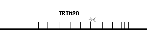 Human TRIM28 qPCR primer set (NM_005762)
