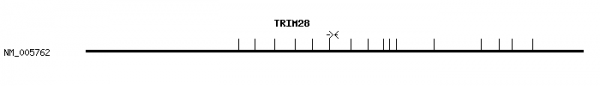 Human TRIM28 qPCR primer set (NM_005762)