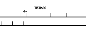 Human TRIM29 qPCR primer set (NM_012101)