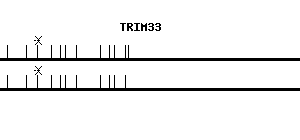 Human TRIM33 qPCR primer set (NM_015906)