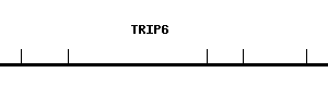 Human TRIP6 qPCR primer set (NM_003302)
