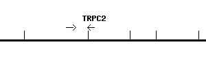 Human TRPC2 qPCR primer set (NR_002720)