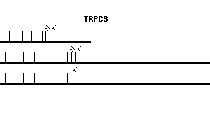 Human TRPC3 qPCR primer set (NM_003305)