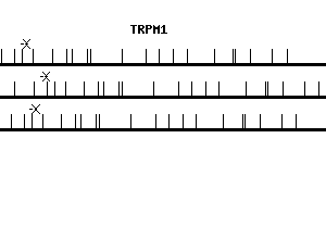 Human TRPM1 qPCR primer set (NM_002420)